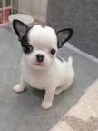 Male & Female Chihuahua Puppies for Sale.Business whatsapp contact: +37258421245