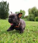 Betyarvaro Kennel