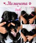 Groenendael puppies-khalysie black morion x dariy