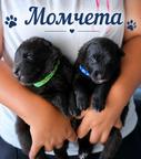 Groenendael puppies-khalysie black morion x dariy