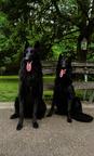 Groenendael puppies-khalysie black morion x dariy