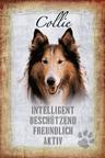 Langhaarcollie-Welpen in tricolor und sable