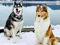Langhaarcollie-Welpen in tricolor und sable