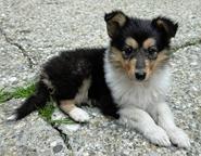 Langhaarcollie-Welpen in tricolor und sable
