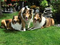 Langhaarcollie-Welpen in tricolor und sable