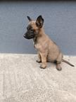 Belgian Shepherd Malinois
