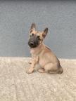 Belgian Shepherd Malinois