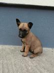 Belgian Shepherd Malinois