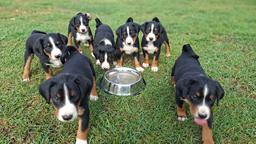 Appenzeller Mountain Dog - FCI puppies