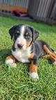 Appenzeller Mountain Dog - FCI puppies