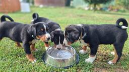 Appenzeller Mountain Dog - FCI puppies