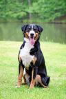 Appenzeller Mountain Dog - FCI puppies