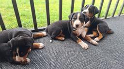 Appenzeller Mountain Dog - FCI puppies