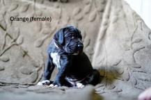 🧡 (Female) - Azriya RiDo del Fiore´di Drago