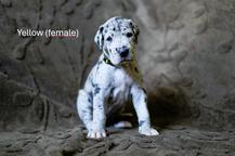 💛 (Female) - Aswana RiDo del Fiore´di Drago