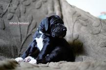 🤍 (Female) - Amaya Ayra RiDo del Fiore´di Drago