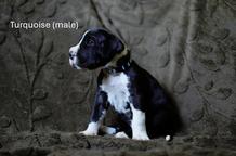 🩵 (Male) - Atyr Aborro RiDo del Fiore´di Drago