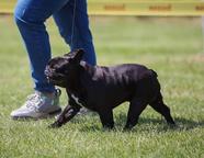Male french buldog