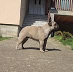 Male french buldog