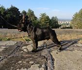 Male french buldog