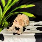 Amazing boy & Girl Cocker spaniel pups