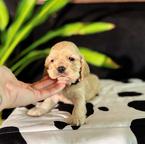 Amazing boy & Girl Cocker spaniel pups