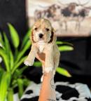 Amazing boy & Girl Cocker spaniel pups
