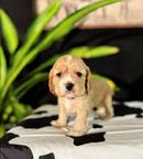 Amazing boy & Girl Cocker spaniel pups