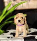 Adorable Male & Girl cocker spaniel