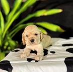 Adorable Male & Girl cocker spaniel