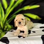 Amazing Girl & Boy Cocker spaniel ready