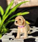 Amazing Girl & Boy Cocker spaniel ready