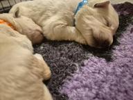 White swiss shepherds
