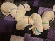 White swiss shepherds