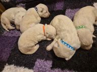 White swiss shepherds