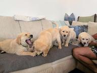 Golden Retriver puppies for sale