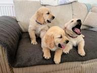 Golden Retriver puppies for sale