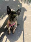 Elfoone Xtreme California 3 months old
