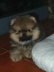 Lulu Pomeranian Spitz Puppy Male