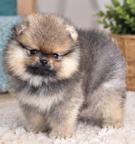 Lulu Pomeranian Spitz Puppy Male