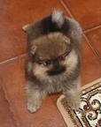 Lulu Pomeranian Spitz Puppy Male