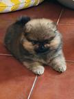 Lulu Pomeranian Spitz Puppy Male