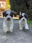 Lagotto Romagnolo Puppies with Pedigree – Martin’s Kennel