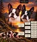 Boston Terrier for sale