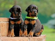 Dobermann kölykök