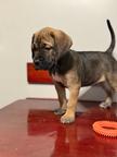 Cane Corso puppies exceptional litter