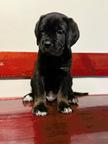 Cane Corso puppies exceptional litter