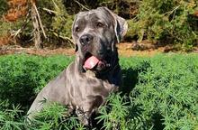 Cane Corso puppies exceptional litter
