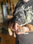 Cane Corso Puppies – Strong Champion Bloodlines & Family Raised