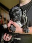 Cane Corso Puppies – Strong Champion Bloodlines & Family Raised
